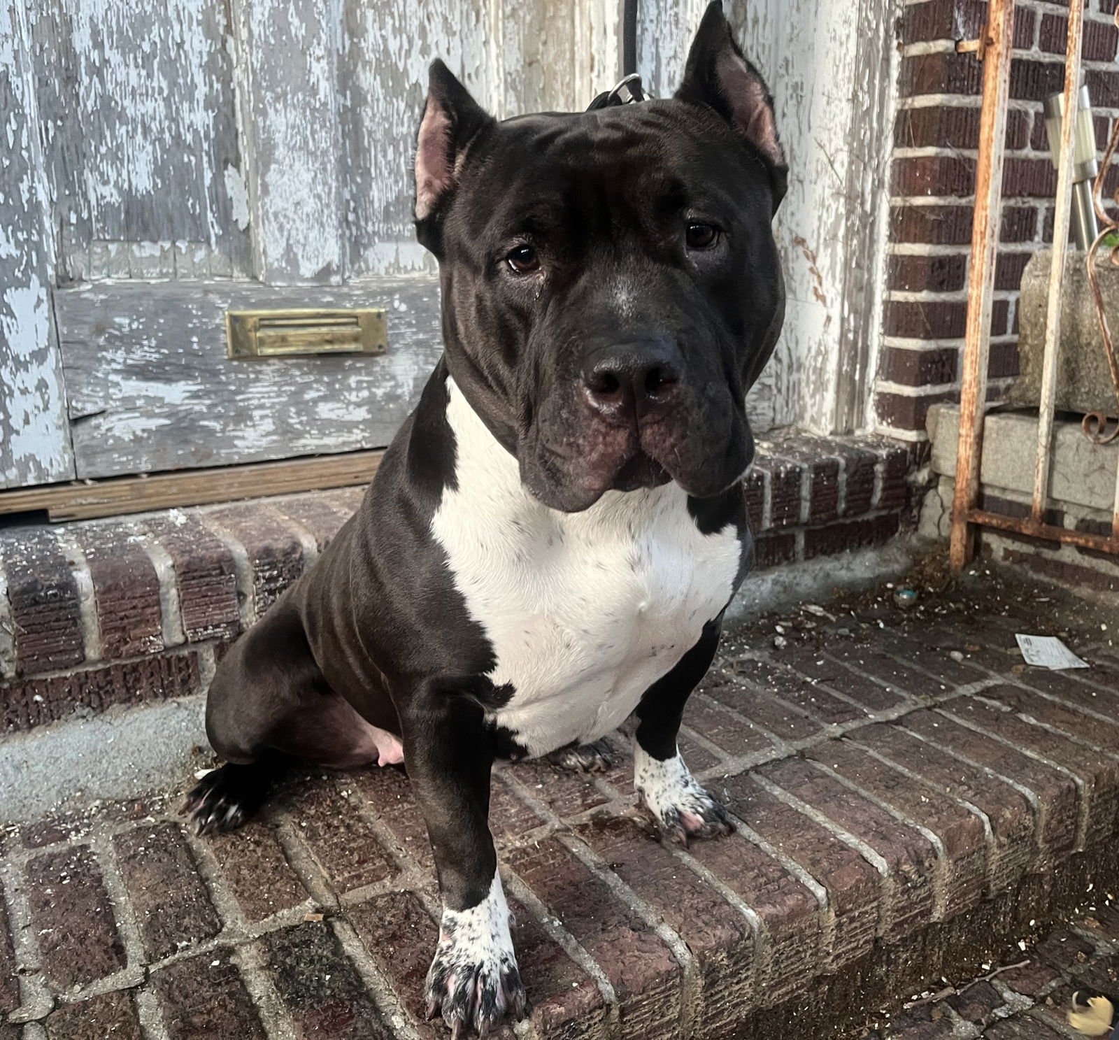 PACHA - “DREAM BULLY* *NEEDS IMMED FOSTER* - American Bulldog / American Pit Bull Terrier available for adoption