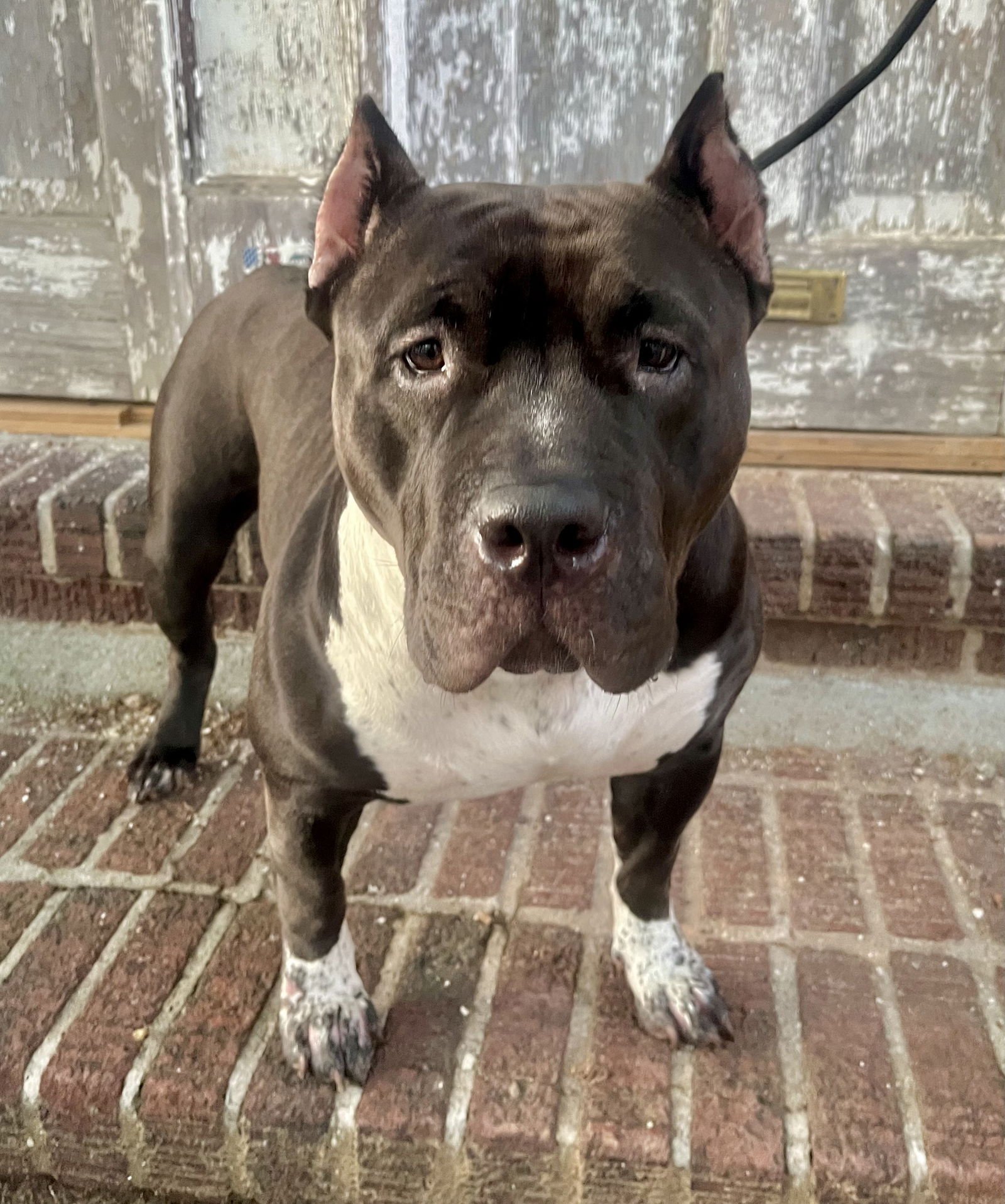 PACHA - “DREAM BULLY* *NEEDS IMMED FOSTER* - American Bulldog / American Pit Bull Terrier available for adoption