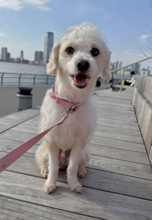 ZEFF - “DARLING LOVERBOY” - Maltese / Poodle (Miniature) available for adoption