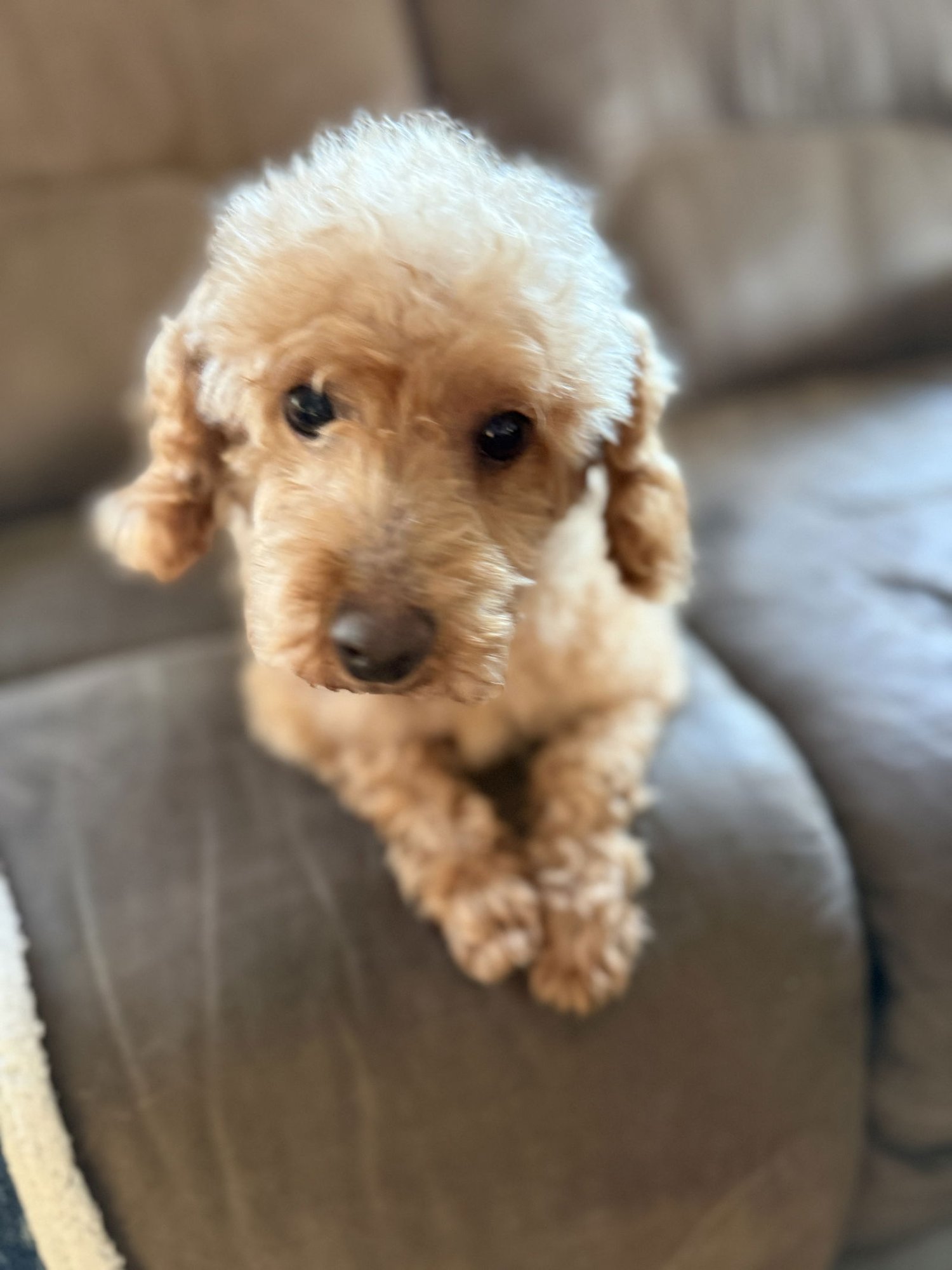 SWEETIE AND SHEILA - “GOLDEN GIRLS” - Poodle (Miniature) for adoption in Newark