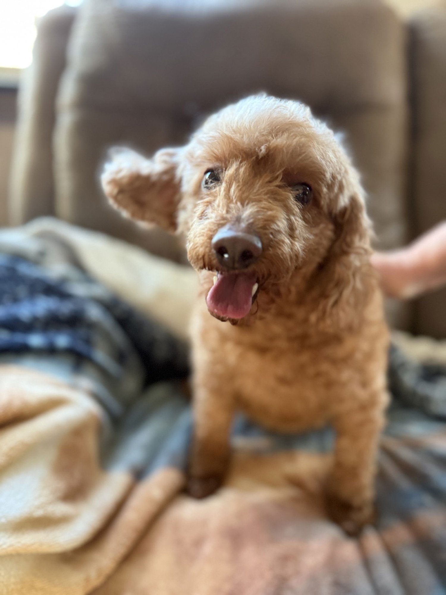 SWEETIE and SHEILA - “GOLDEN GIRLS” - Photo 2