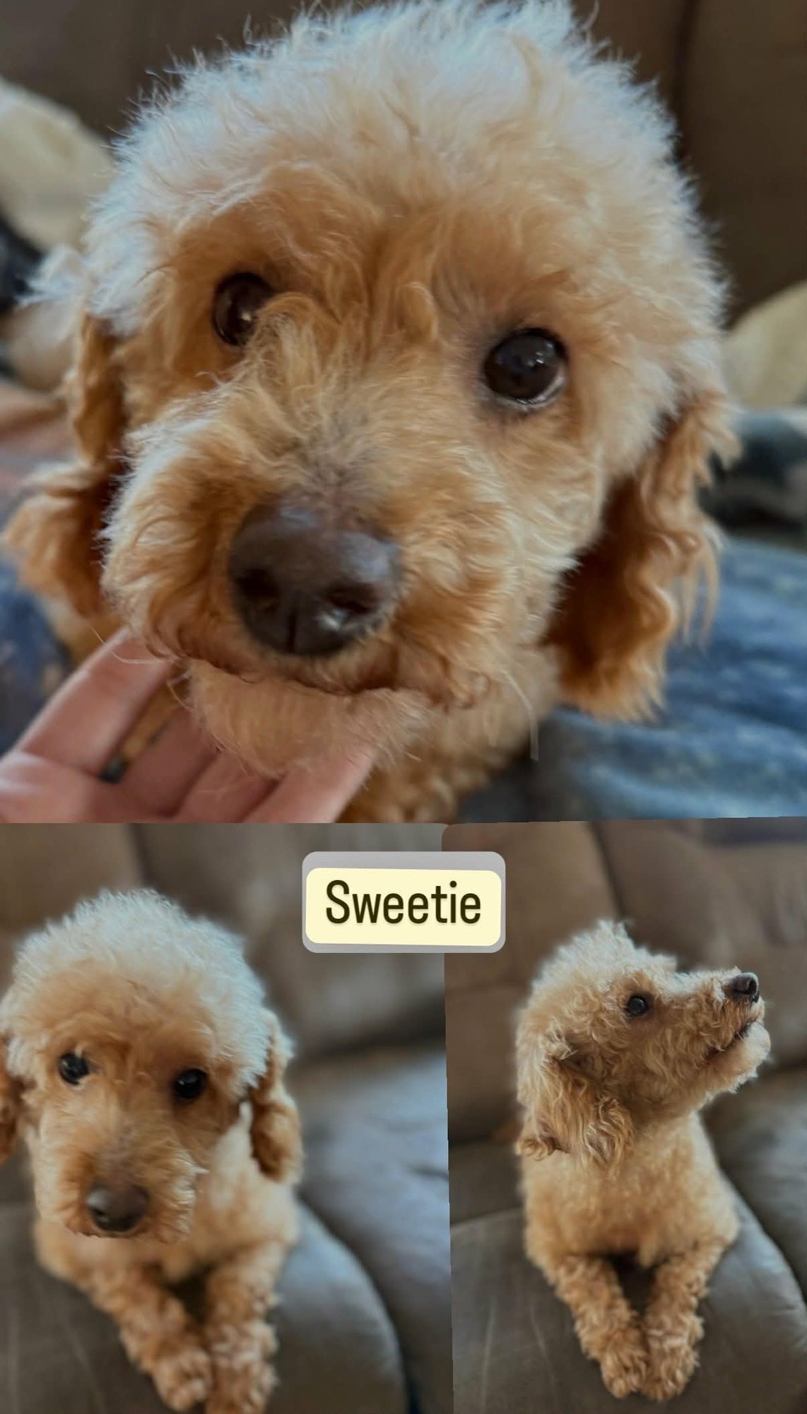 SWEETIE and SHEILA - “GOLDEN GIRLS” - Photo 3