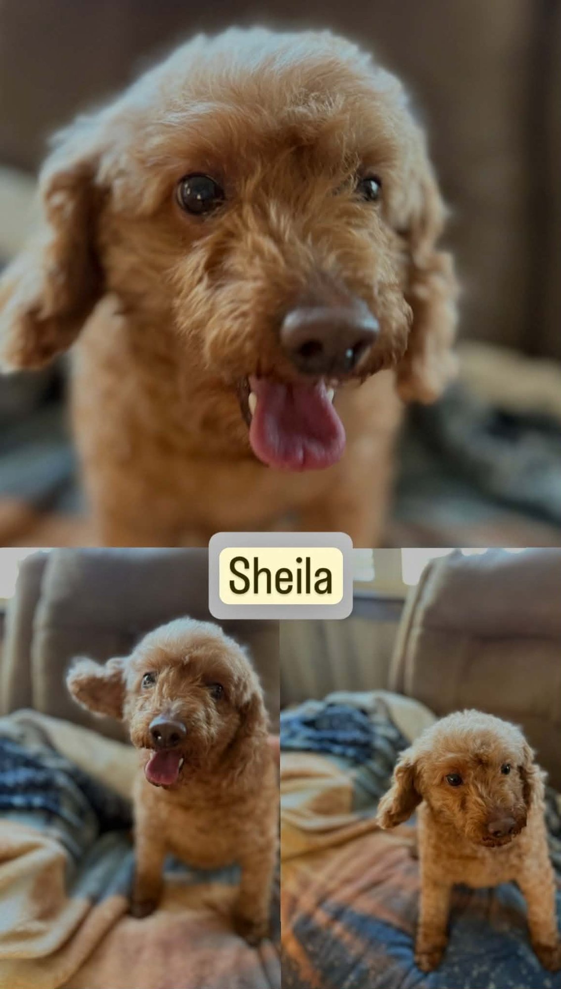 SWEETIE and SHEILA - “GOLDEN GIRLS” - Photo 4