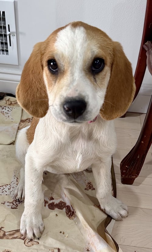 BABY SADIE - “DARLING BUD” - Bluetick Coonhound / Great Pyrenees for adoption in Elizabeth