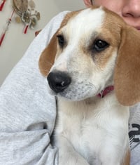 BABY SADIE - “Darling Bud” - Photo 2