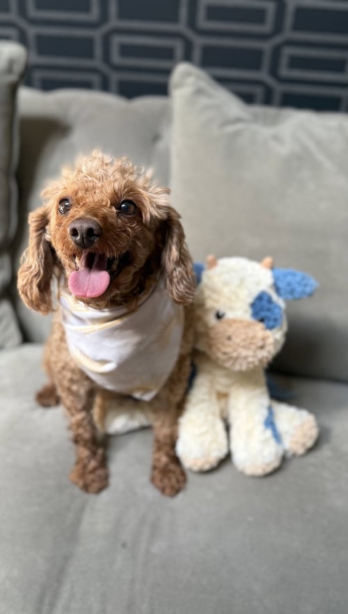 SHEILA - “GOLDEN GIRL” - Poodle (Miniature) for adoption in Elizabeth