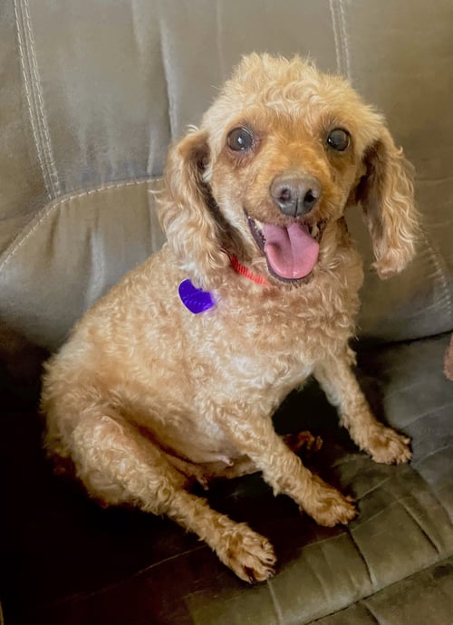 SHEILA - “GOLDEN GIRL” - Poodle (Miniature) available for adoption