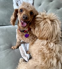 SHEILA - “Golden Girl” - Photo 3