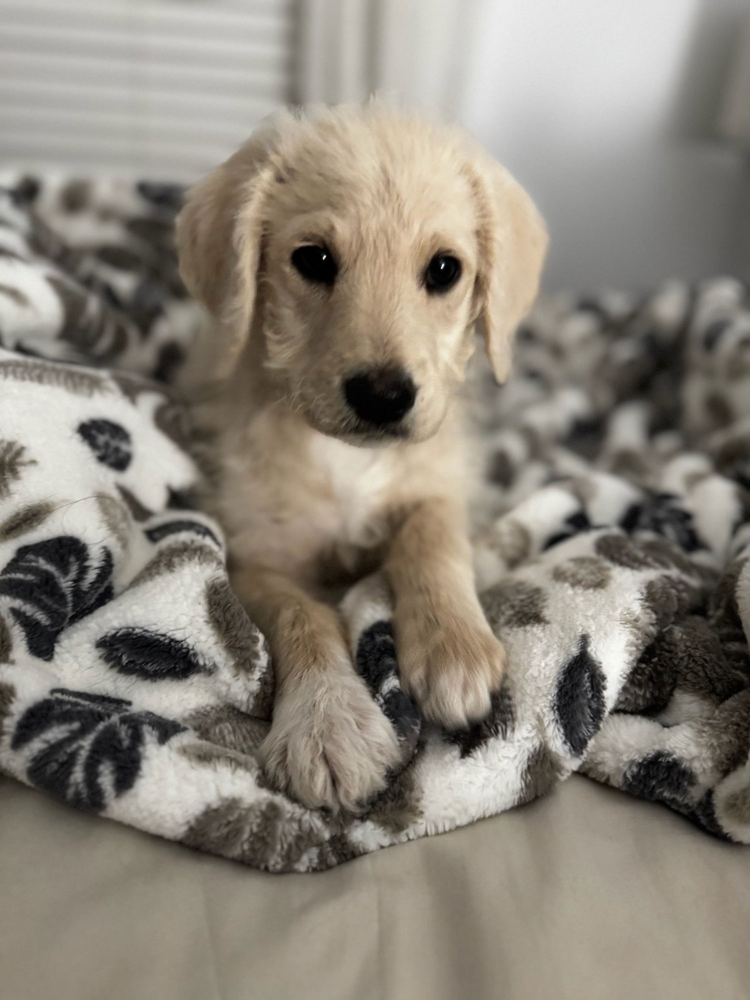 NOODLE - Great Pyrenees / Poodle (Standard) available for adoption