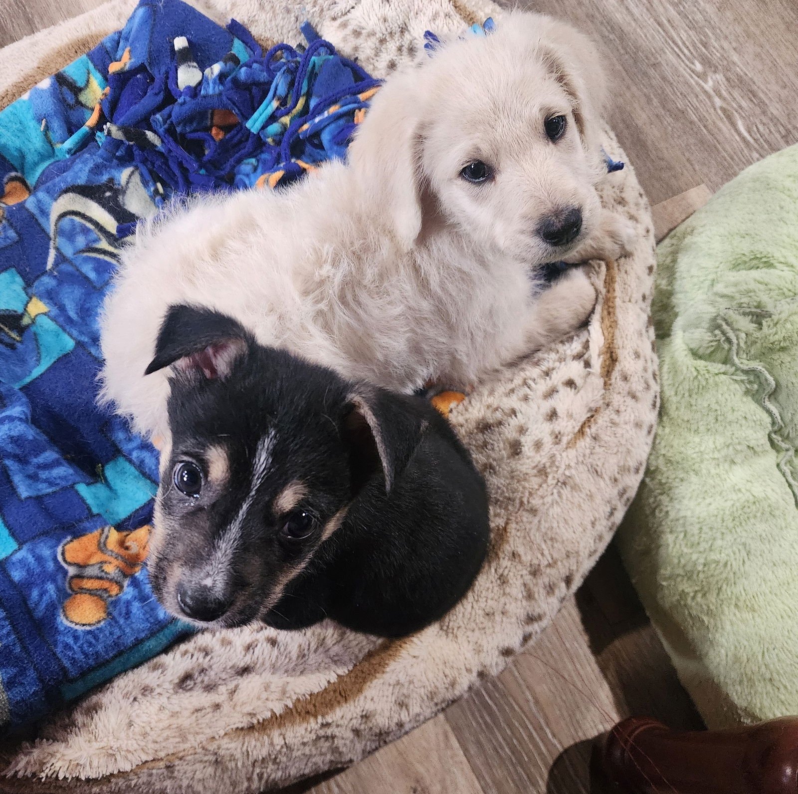 NOODLE - Great Pyrenees / Poodle (Standard) available for adoption