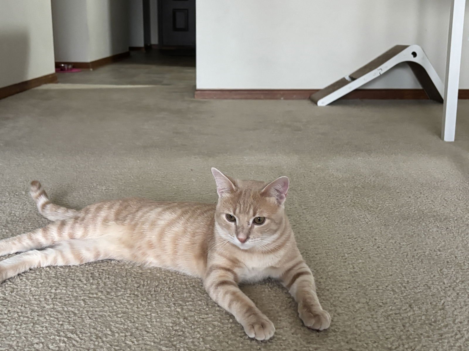 LEO - Domestic Short Hair available for adoption