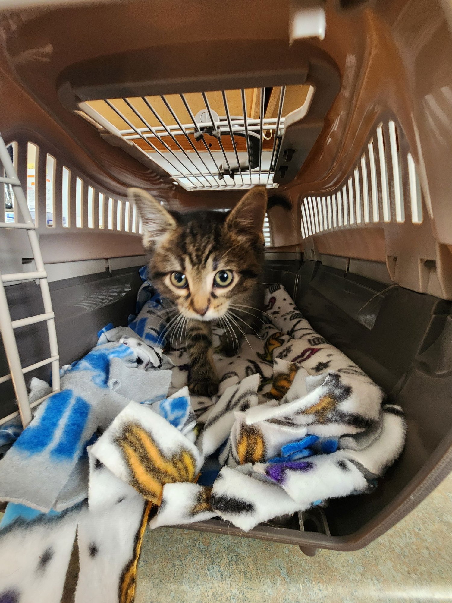 TWIX - American Shorthair available for adoption