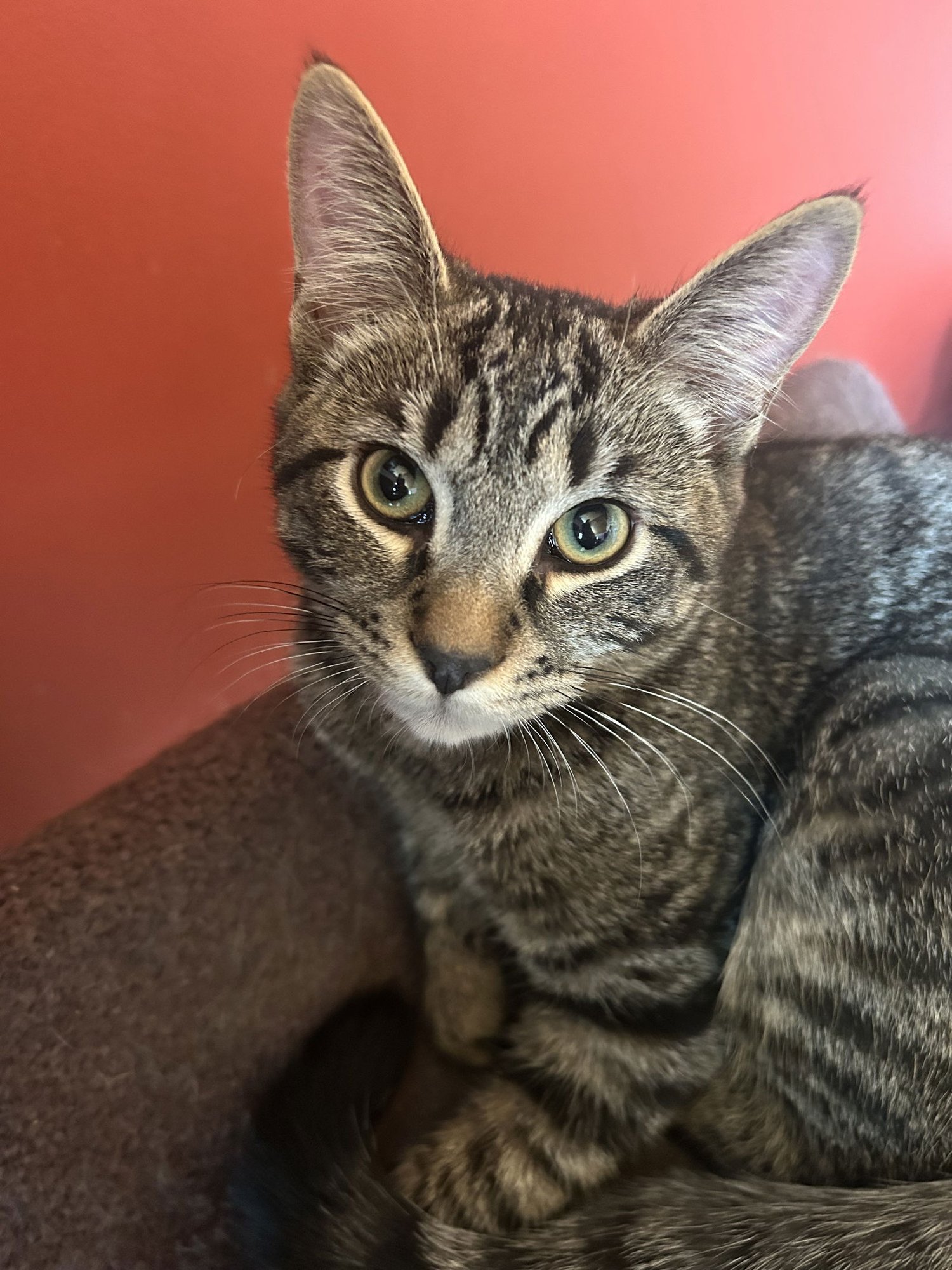 FURRY PURRY PERRY - Domestic Short Hair available for adoption