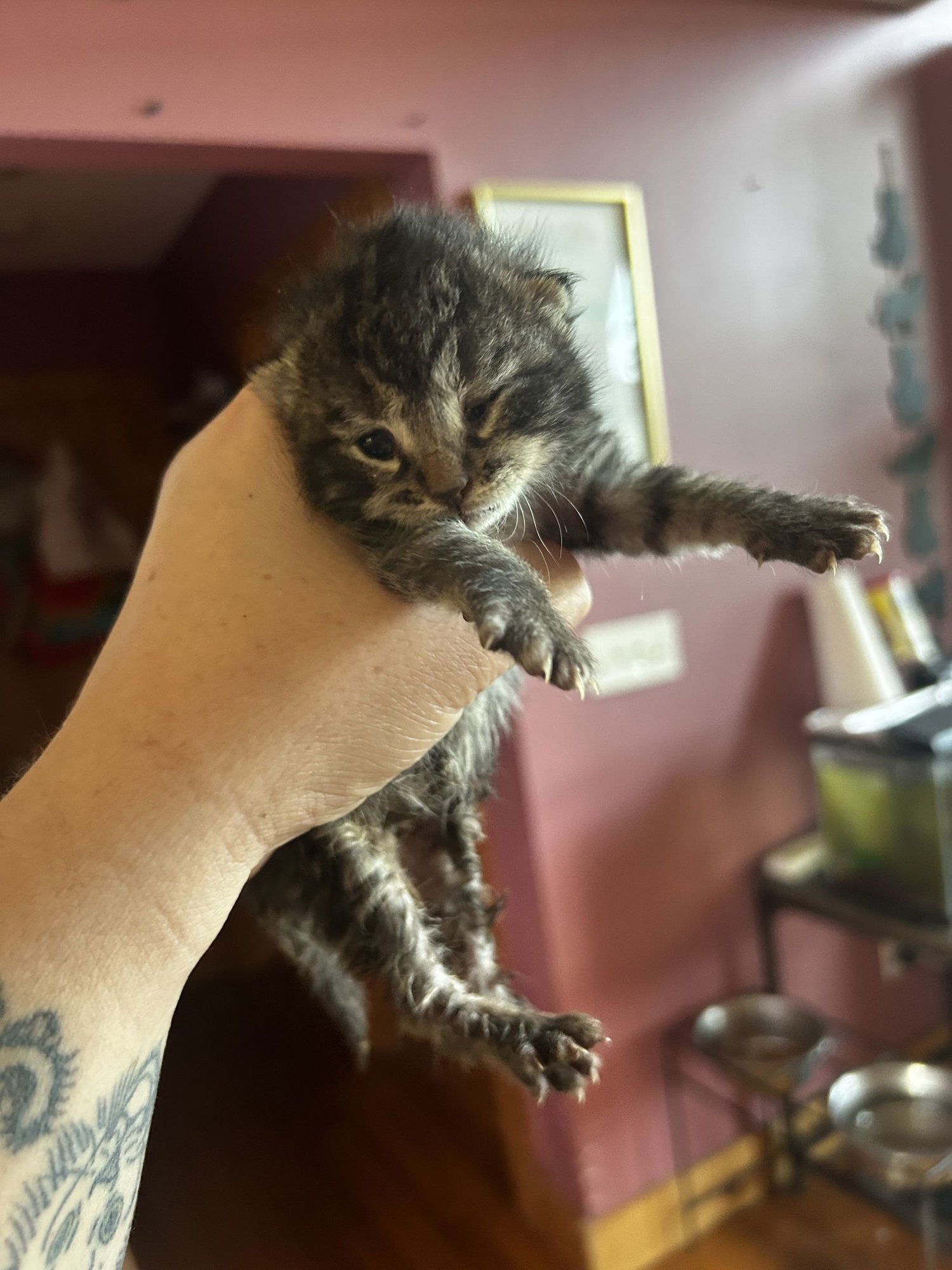 Furry Purry Perry - Photo 3