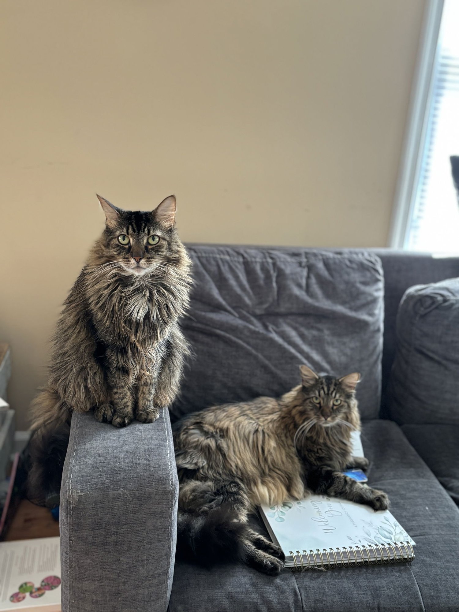 SISSY & MAUI - Maine Coon / Domestic Long Hair available for adoption