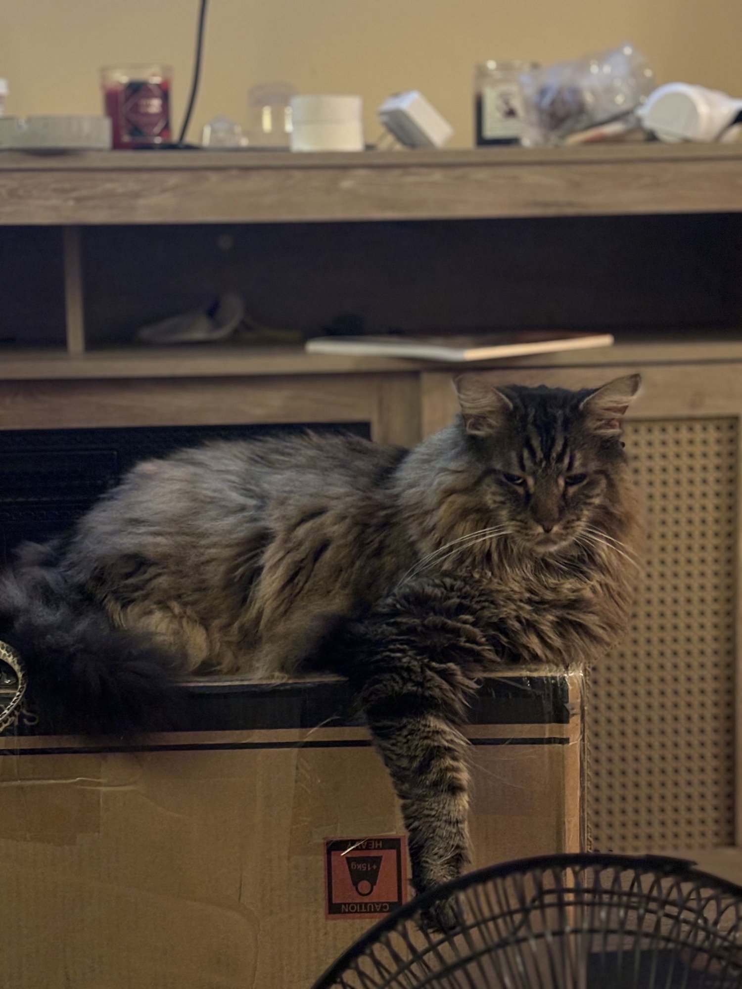 SISSY & MAUI - Maine Coon / Domestic Long Hair available for adoption