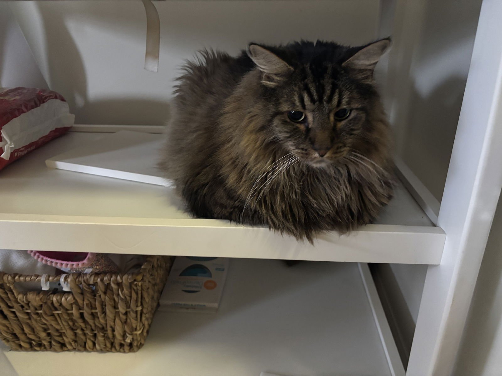 Sissy & Maui - Photo 3