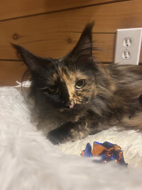 JO SEA - Maine Coon available for adoption