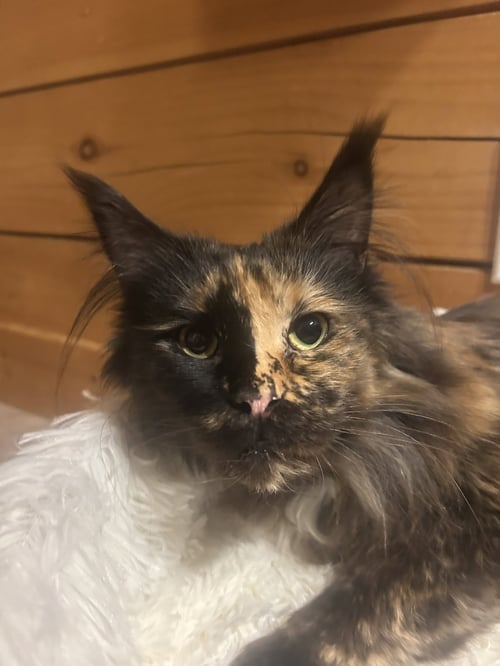 JO SEA - Maine Coon available for adoption