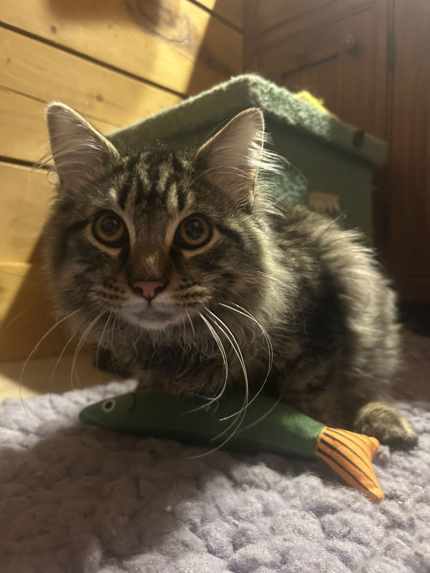 MERK MCPURRS - Maine Coon / Domestic Long Hair available for adoption