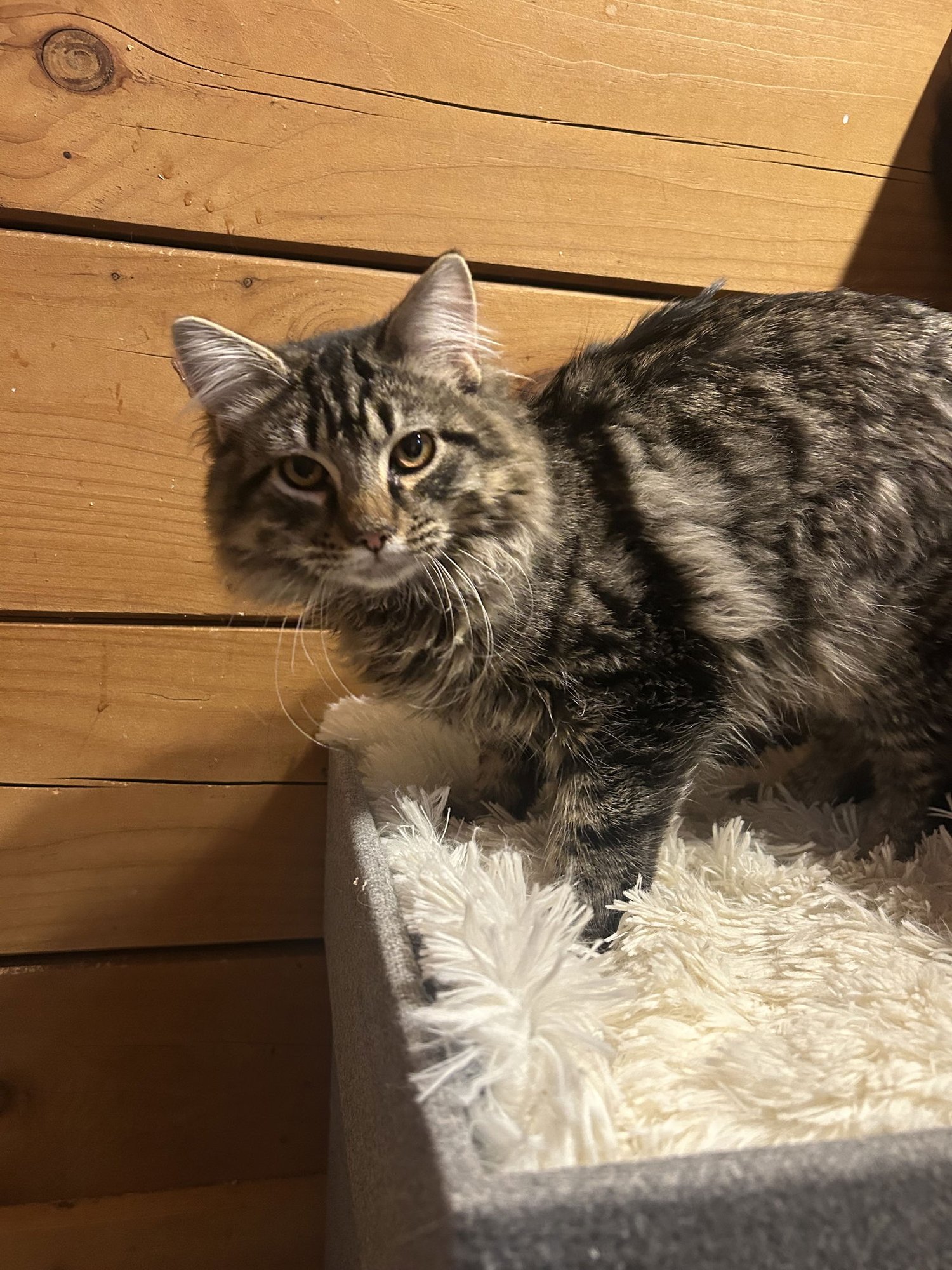 MERK MCPURRS - Maine Coon / Domestic Long Hair available for adoption