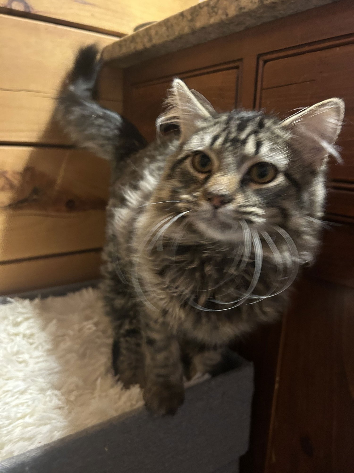 Merk McPurrs - Photo 3