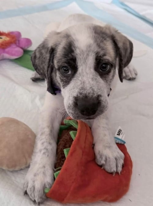 LENNON - Great Pyrenees available for adoption