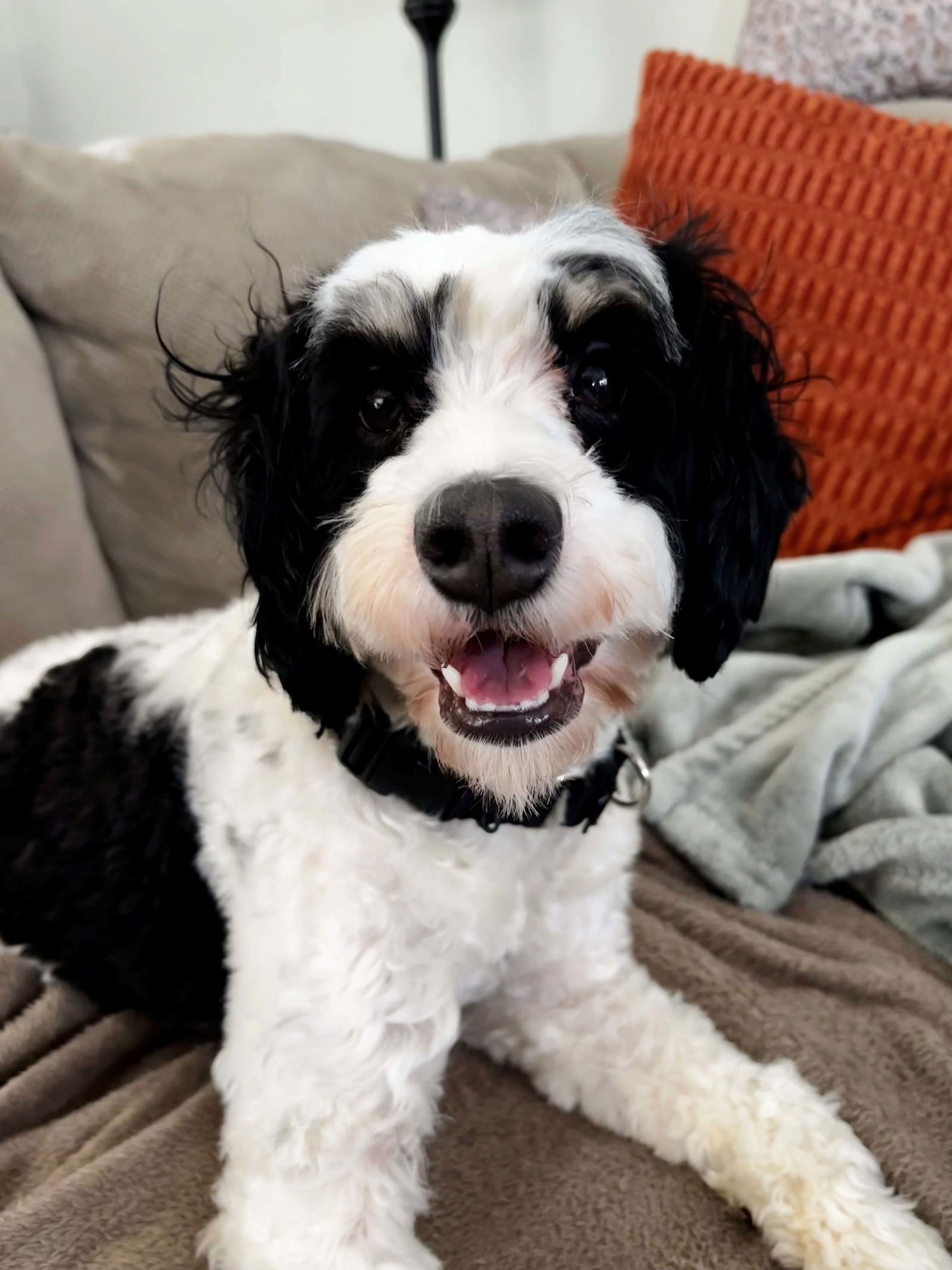 ACE - Australian Shepherd available for adoption