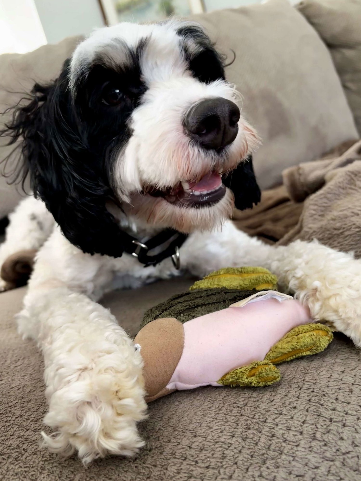 ACE - Australian Shepherd available for adoption