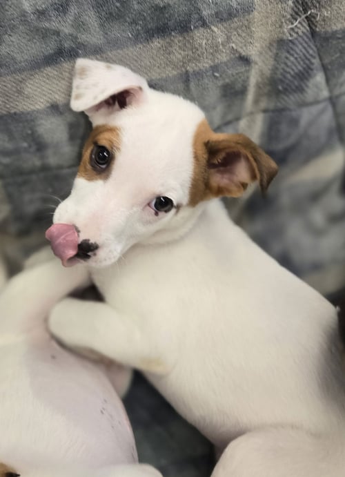 HANNAH - Unknown available for adoption