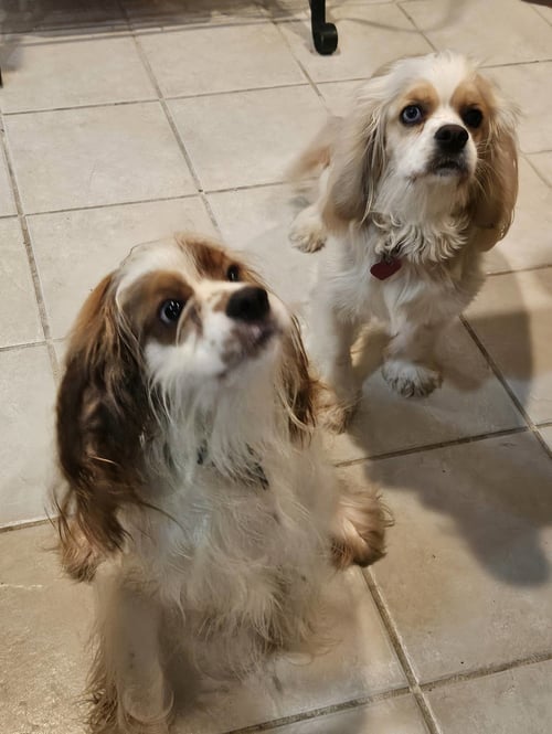 JACK AND JILL - Spaniel for adoption in Edison