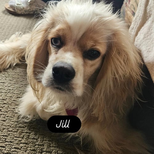 JACK AND JILL - Spaniel available for adoption