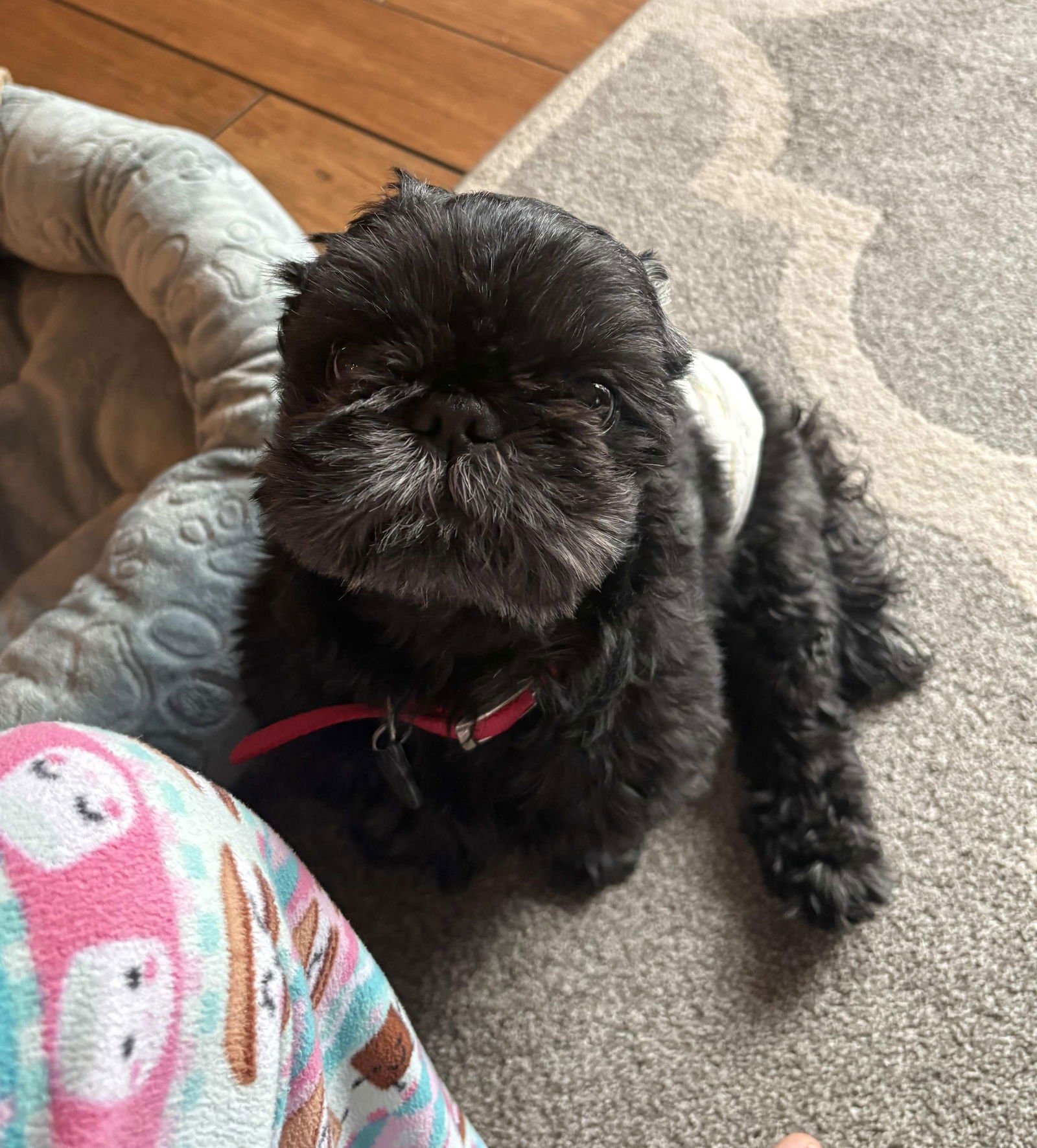 CODEY - Shih Tzu available for adoption