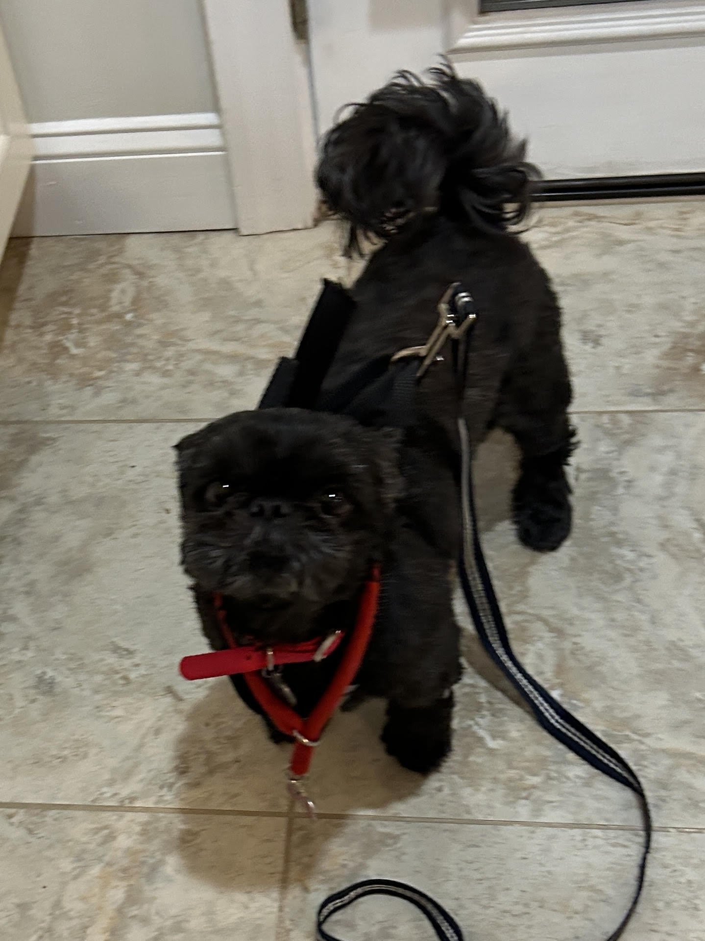 CODEY - Shih Tzu available for adoption