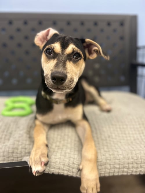 V - Unknown for adoption in Edison
