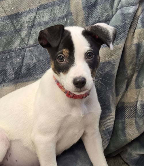 LILY - Unknown available for adoption