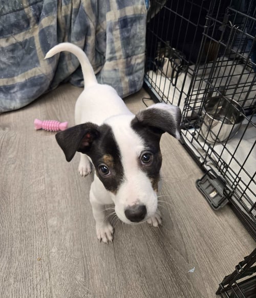 LILY - Unknown available for adoption