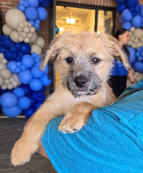 SCOUT - Terrier available for adoption