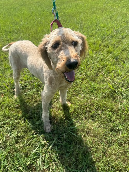 MAISIE - Poodle (unknown type) available for adoption