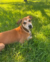 Riley - Photo 5
