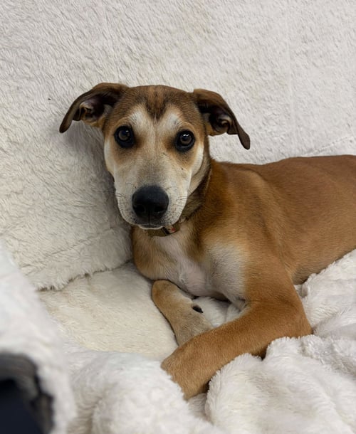 RILEY - Unknown for adoption in Edison