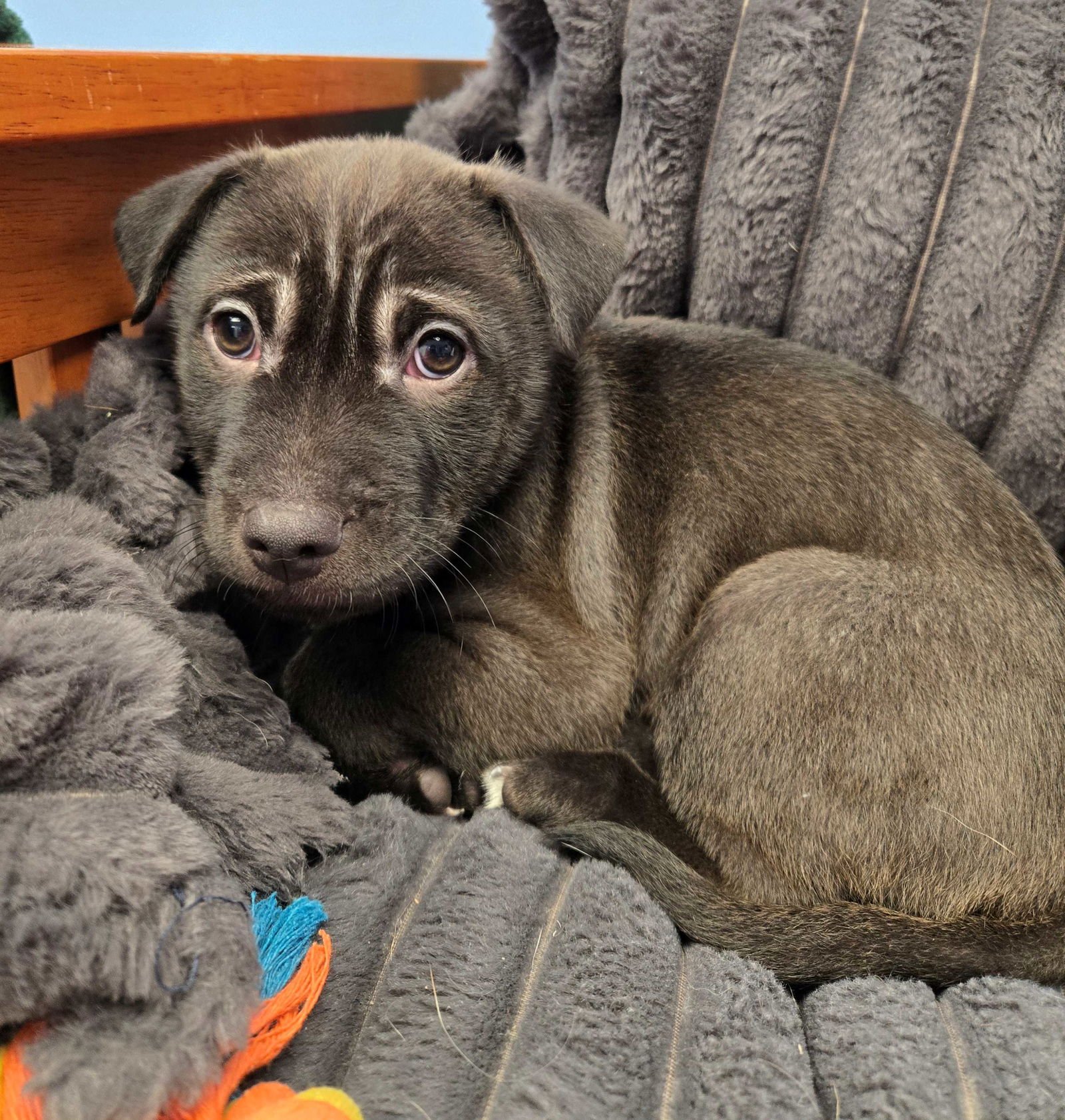 SEVERUS - Unknown available for adoption