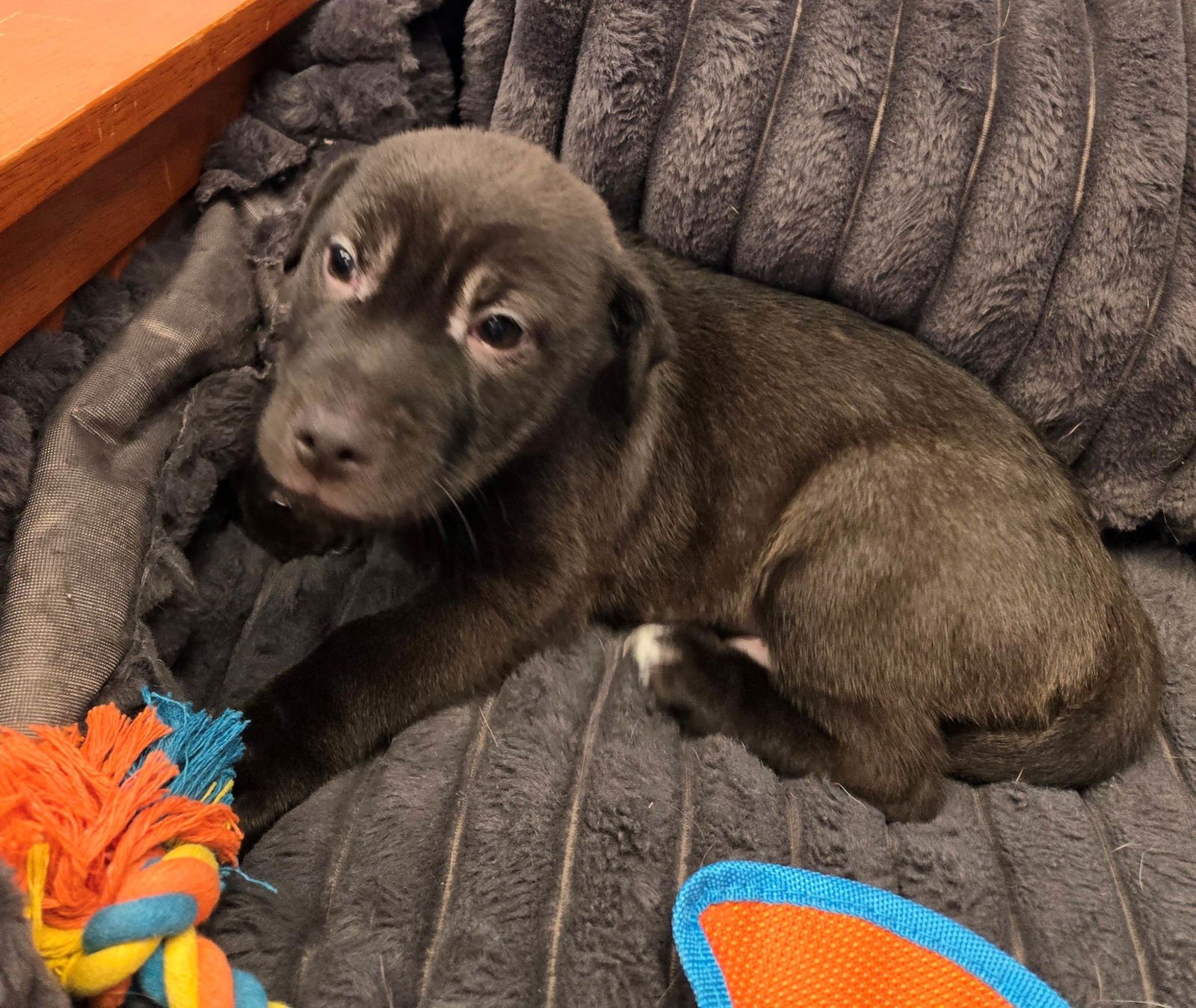 SEVERUS - Unknown available for adoption