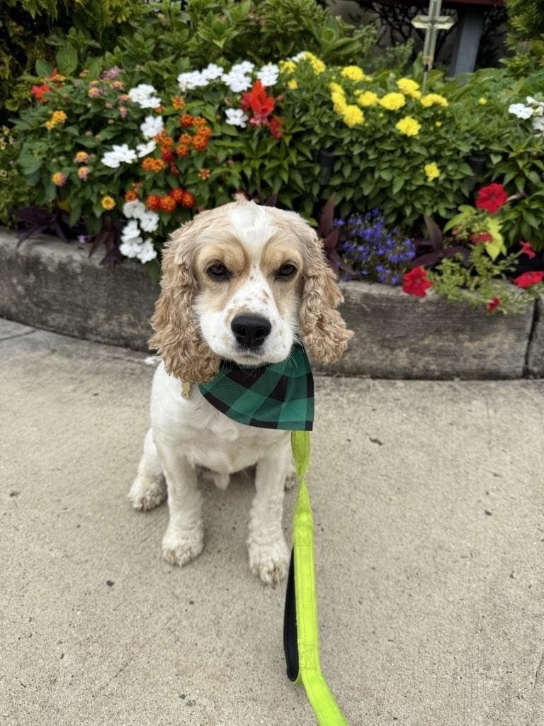 BRAVE - Cocker Spaniel available for adoption