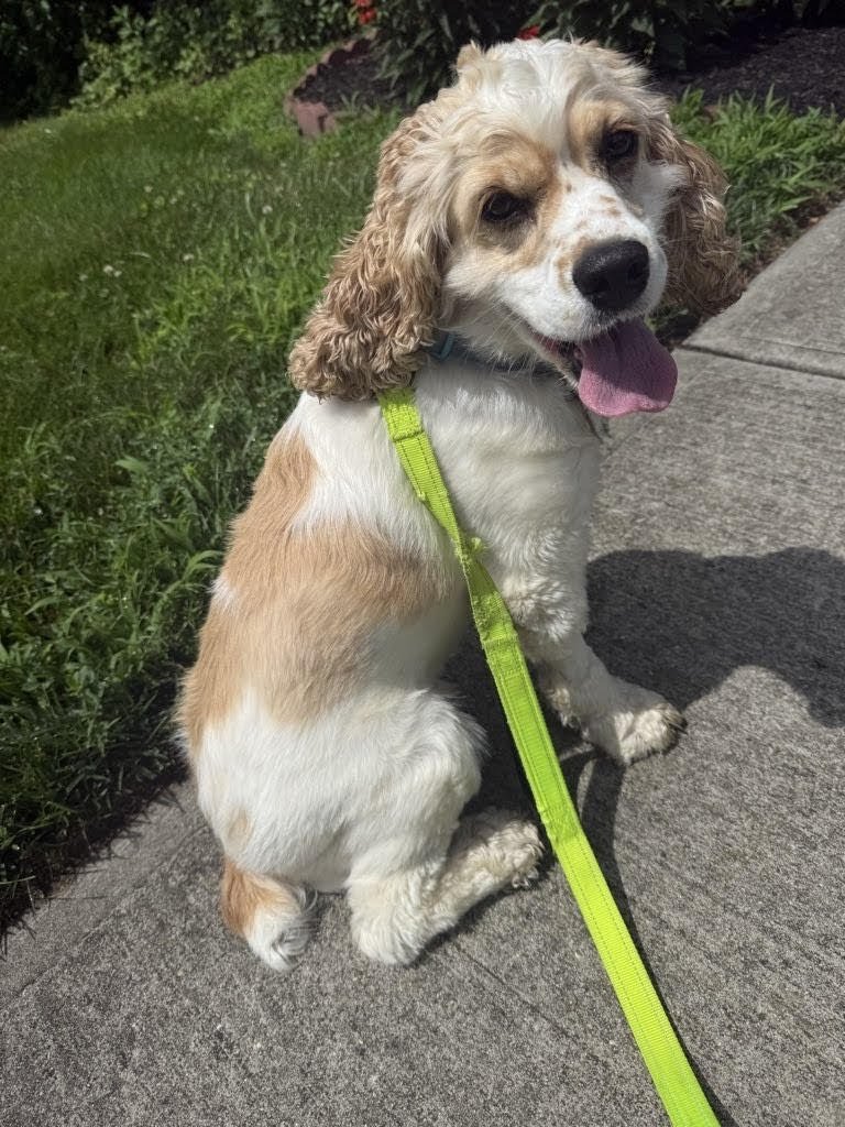 BRAVE - Cocker Spaniel available for adoption