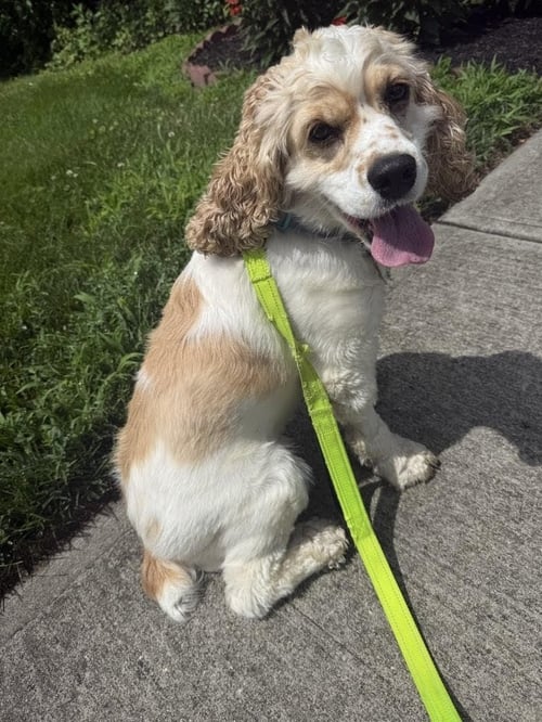 BRAVE (COURTESY POST) - Cocker Spaniel available for adoption