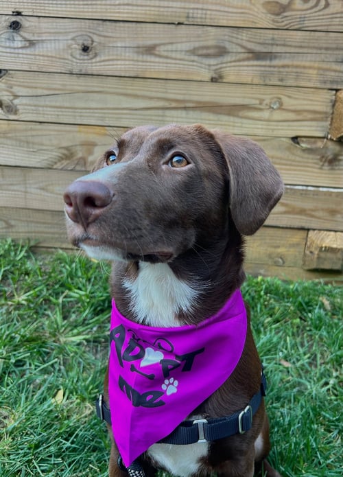 ELIZABETH - Labrador Retriever available for adoption