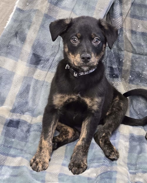 OLIVER - Unknown available for adoption