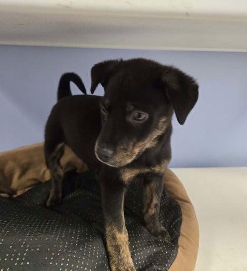 OLIVER - Unknown available for adoption