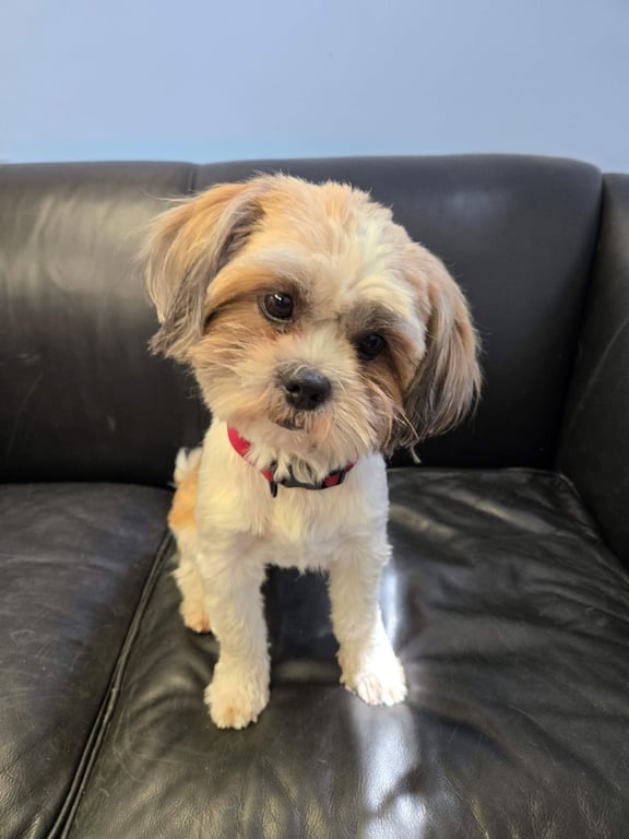 Muneca (Dolly) Image